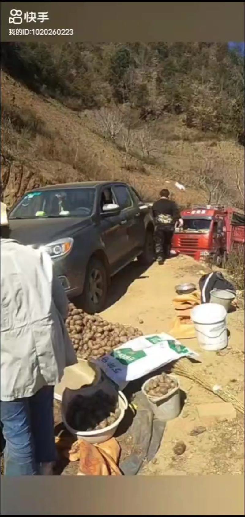 甄选精品红芽芋四川高山种植品质好口感好诚信经营