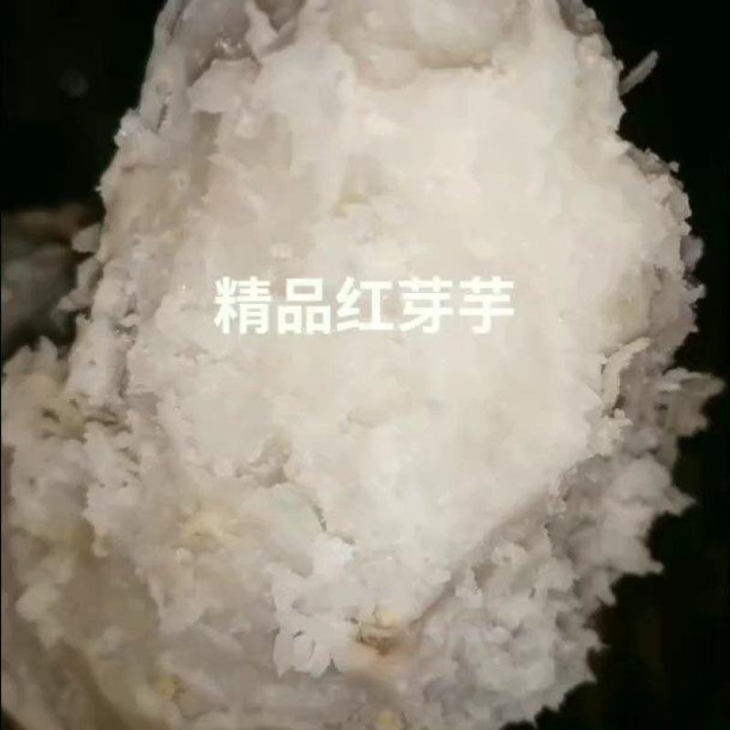 甄选精品红芽芋四川高山种植品质好口感好诚信经营