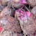 甄选精品红芽芋四川高山种植品质好口感好诚信经营