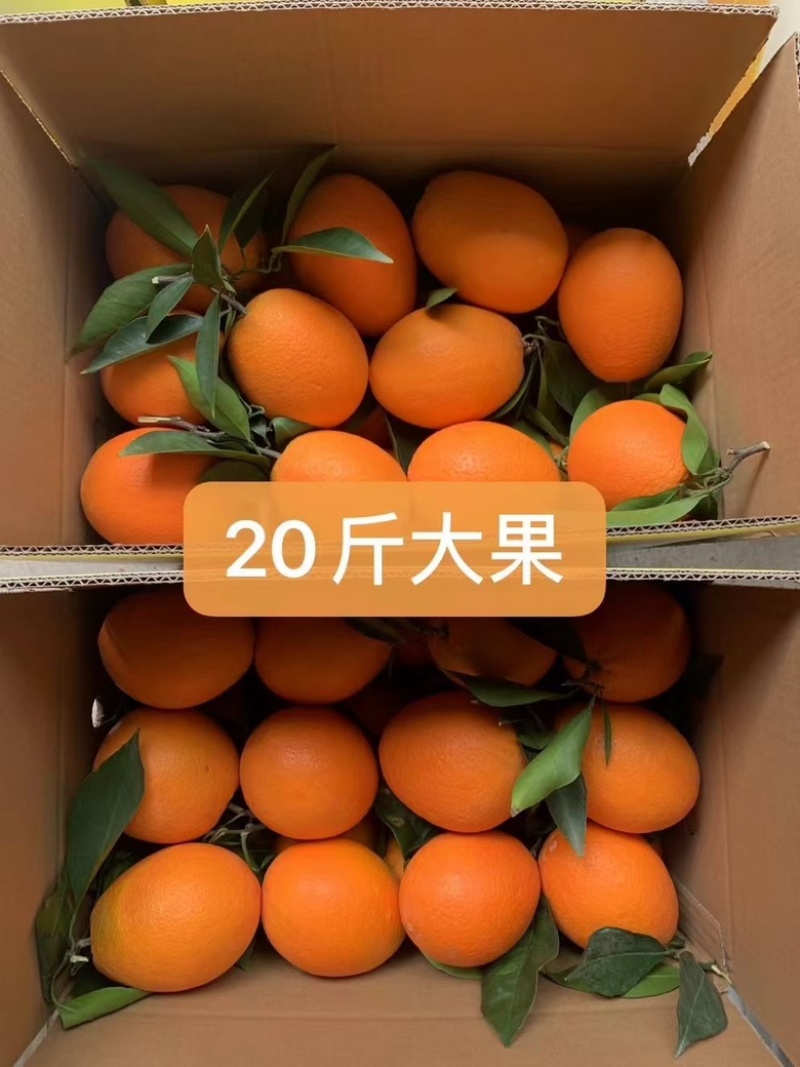 重庆奉节脐橙，产地直发，支持电商团购一件代发