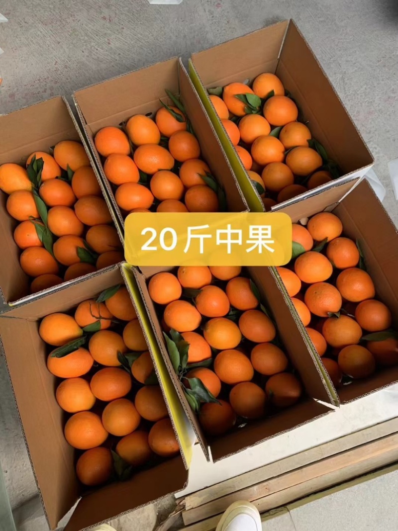重庆奉节脐橙，产地直发，支持电商团购一件代发