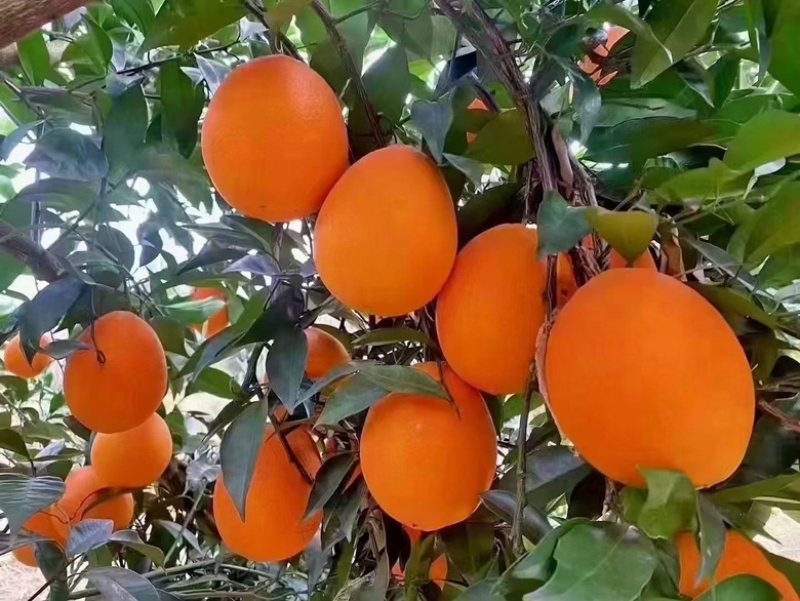 重庆奉节脐橙，产地直发，支持电商团购一件代发