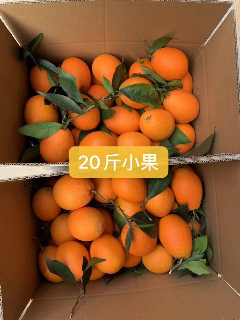 重庆奉节脐橙，产地直发，支持电商团购一件代发