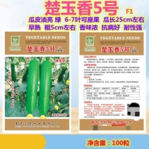 沃蔬楚玉香5号油亮型丝瓜种子高产早熟杂交新一