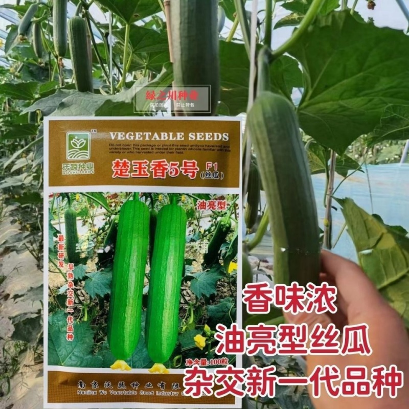 沃蔬楚玉香5号油亮型丝瓜种子高产早熟杂交新一