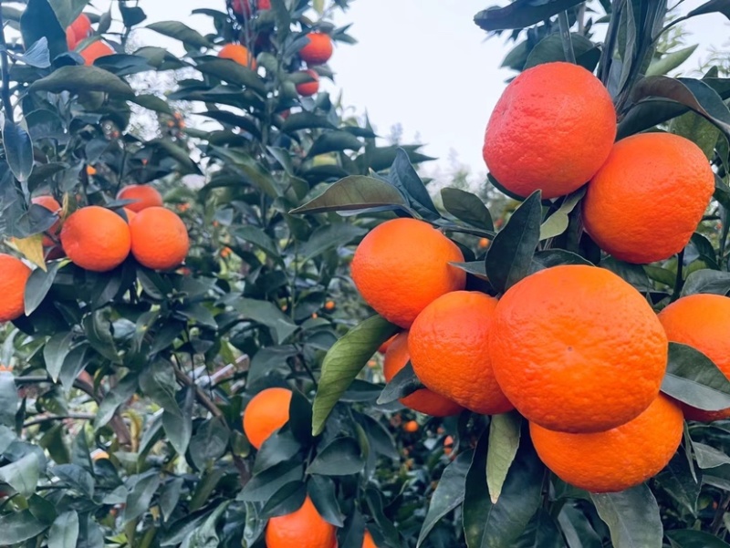 云南高原沃柑