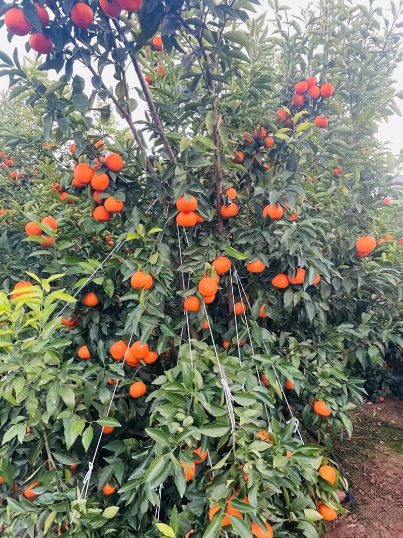 云南高原沃柑