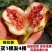 波姬无花果树苗四季南北方种植庭院红心大红袍当年结果