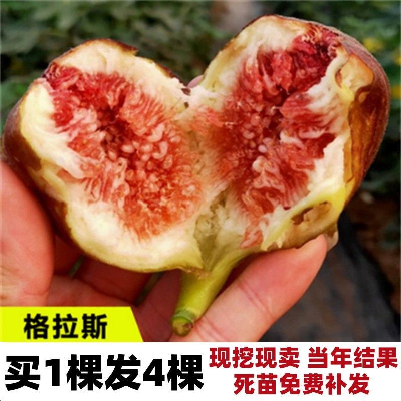 波姬无花果树苗四季南北方种植庭院红心大红袍当年结果