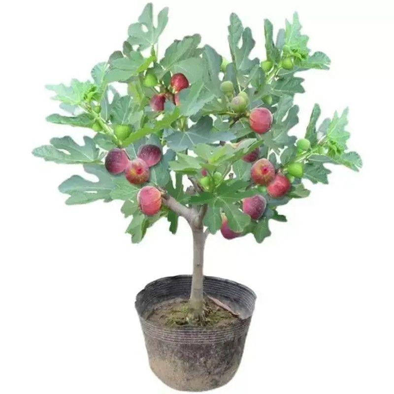 波姬无花果树苗四季南北方种植庭院红心大红袍当年结果