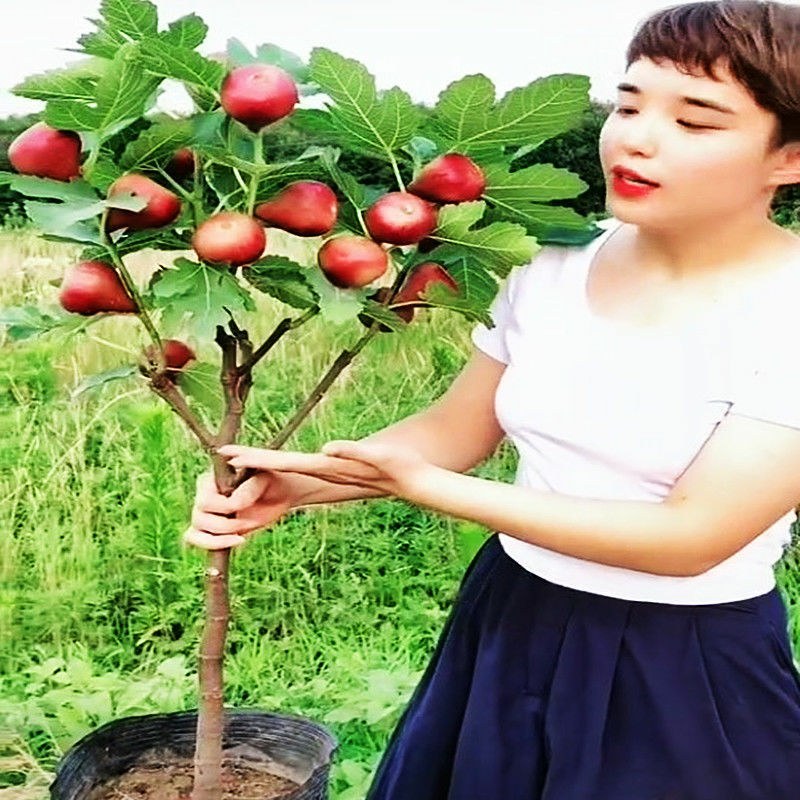 波姬无花果树苗四季南北方种植庭院红心大红袍当年结果