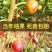 波姬无花果树苗四季南北方种植庭院红心大红袍当年结果