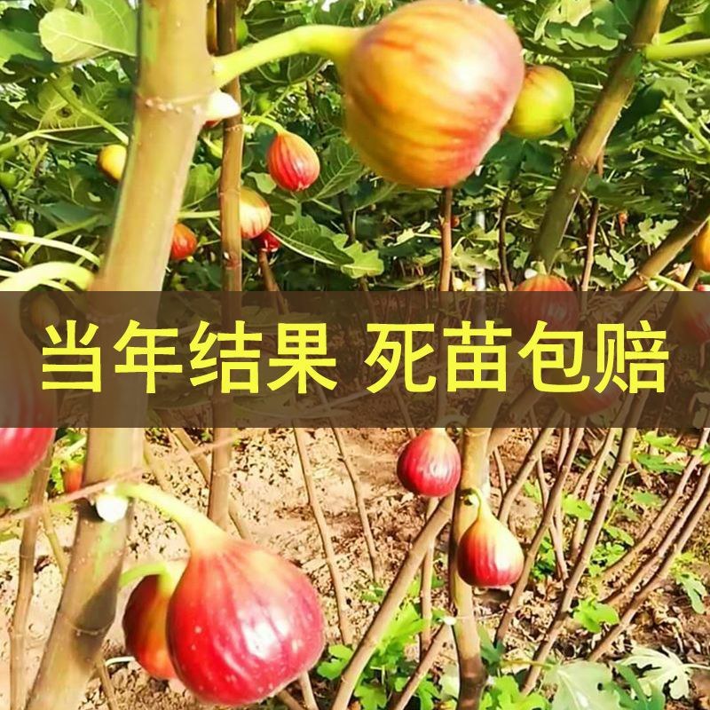 波姬无花果树苗四季南北方种植庭院红心大红袍当年结果