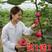 波姬无花果树苗四季南北方种植庭院红心大红袍当年结果