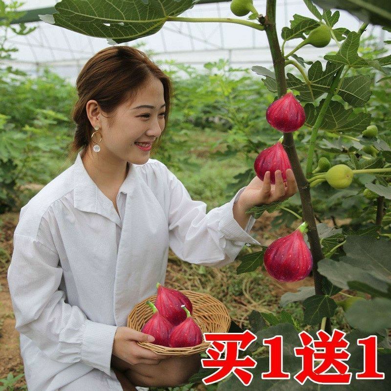 波姬无花果树苗四季南北方种植庭院红心大红袍当年结果