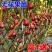 波姬无花果树苗四季南北方种植庭院红心大红袍当年结果