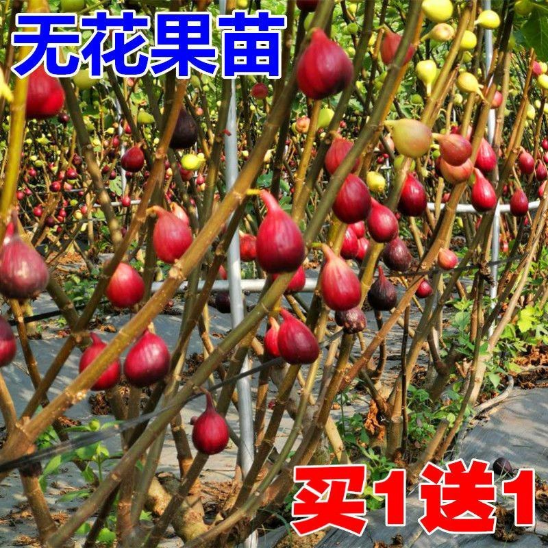 波姬无花果树苗四季南北方种植庭院红心大红袍当年结果