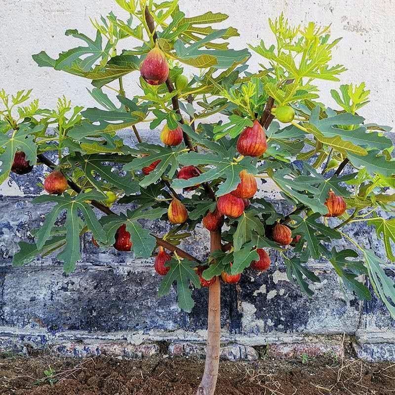 波姬无花果树苗四季南北方种植庭院红心大红袍当年结果