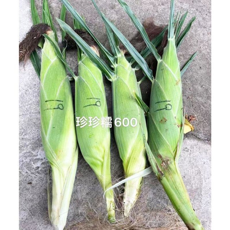 珍珍糯600白糯玉米种子绿皮大棒国审白粘糯玉米种原装