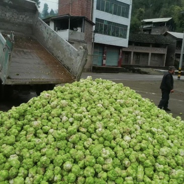 大头菜榨菜青菜陆续出货基地直供视频看货欢迎合作