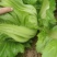 大头菜榨菜青菜陆续出货基地直供视频看货欢迎合作