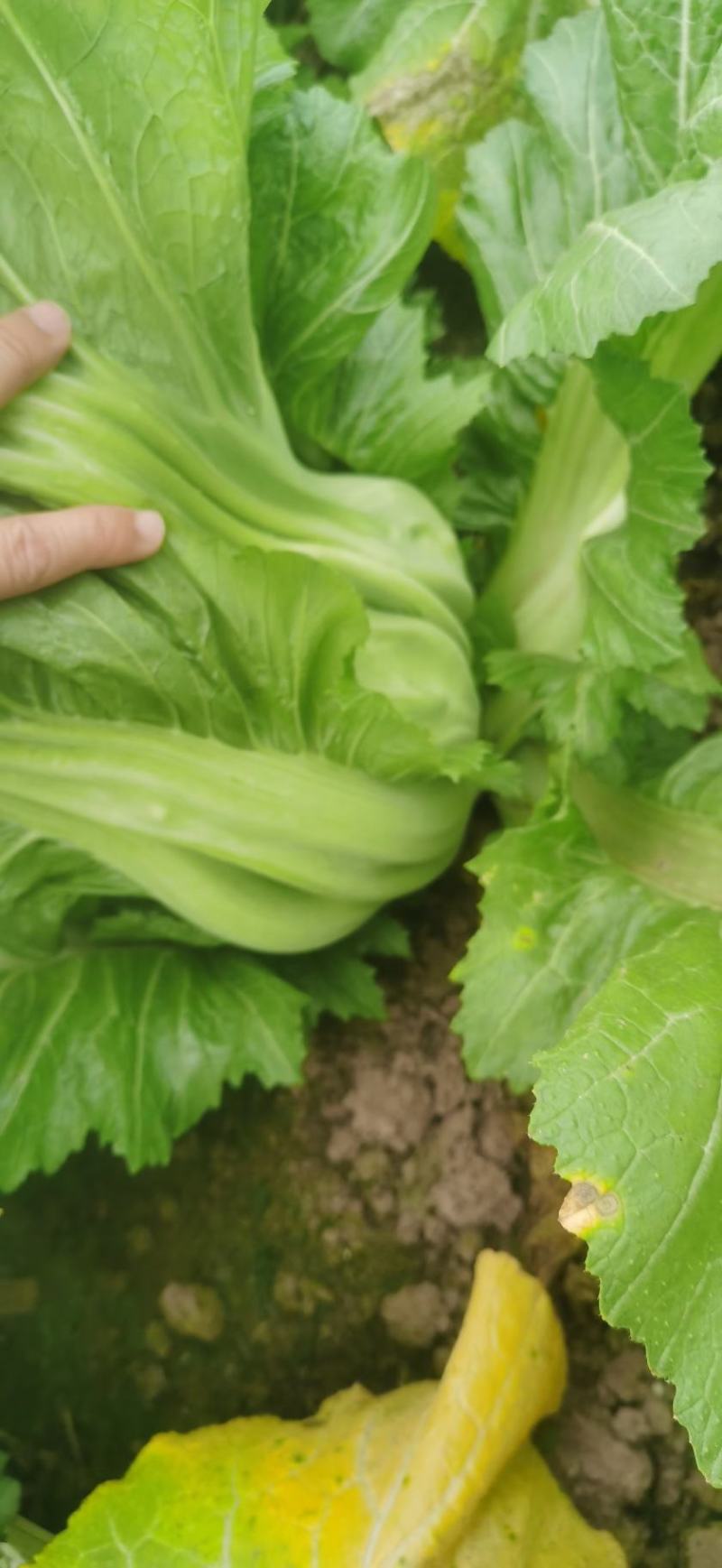 大头菜榨菜青菜陆续出货基地直供视频看货欢迎合作