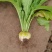 大头菜榨菜青菜陆续出货基地直供视频看货欢迎合作