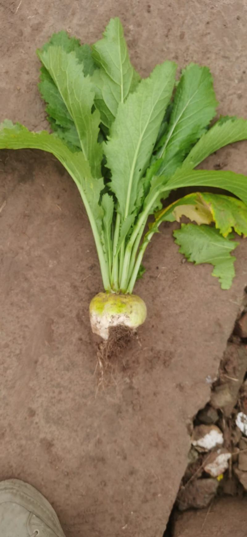 大头菜榨菜青菜陆续出货基地直供视频看货欢迎合作