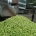 大头菜榨菜青菜陆续出货基地直供视频看货欢迎合作