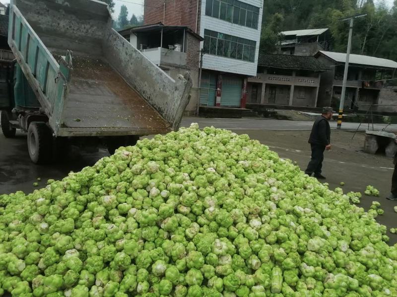 大头菜榨菜青菜陆续出货基地直供视频看货欢迎合作