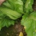 大头菜榨菜青菜陆续出货基地直供视频看货欢迎合作