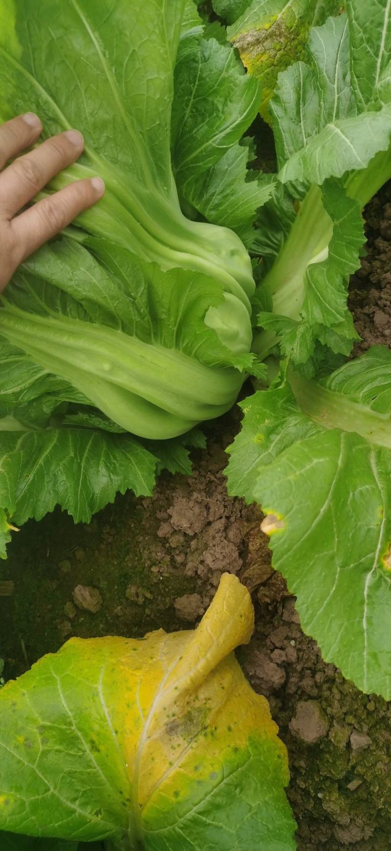 大头菜榨菜青菜陆续出货基地直供视频看货欢迎合作