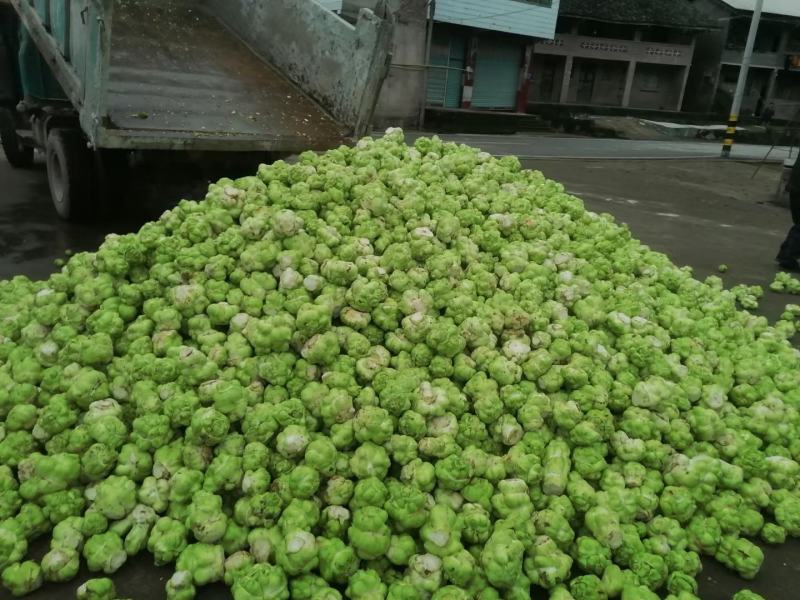大头菜榨菜青菜陆续出货基地直供视频看货欢迎合作