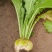 大头菜榨菜青菜陆续出货基地直供视频看货欢迎合作