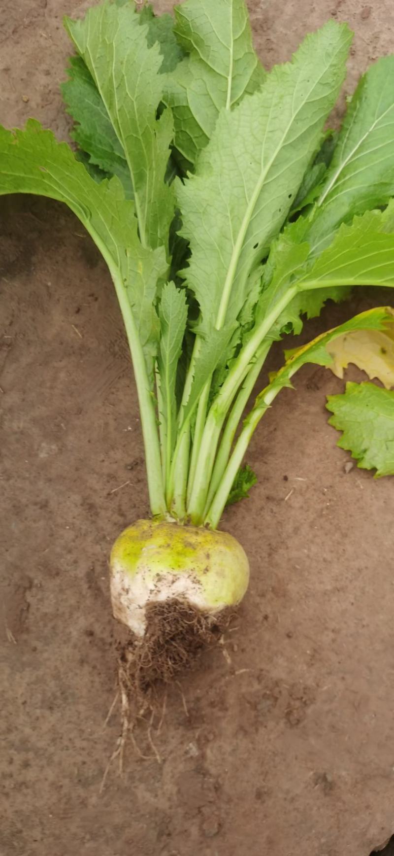 大头菜榨菜青菜陆续出货基地直供视频看货欢迎合作