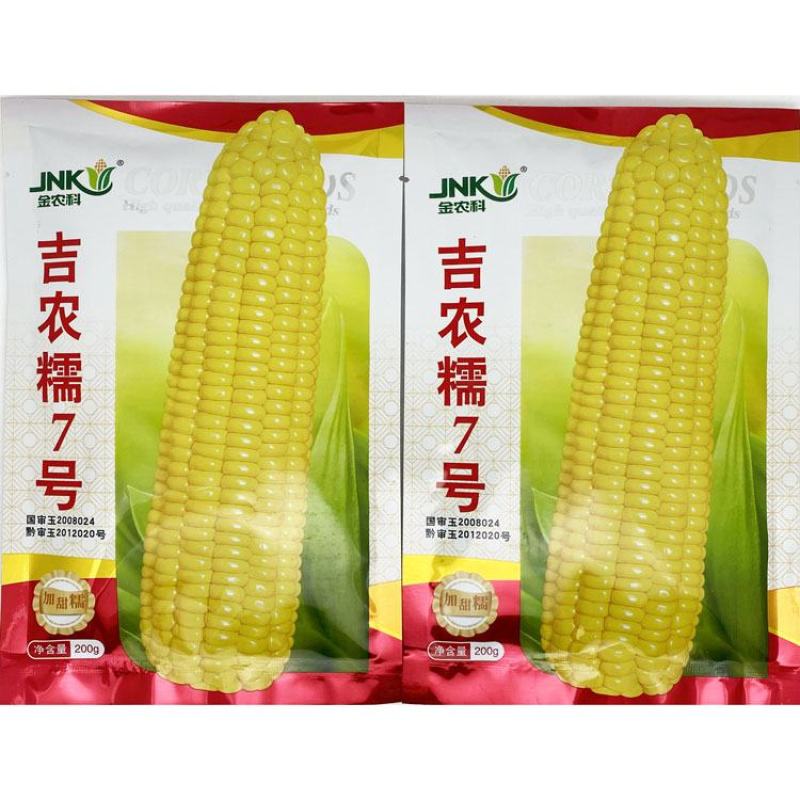 吉农糯7号黄甜糯玉米种子绿皮大棒国审甜加糯玉米种200克