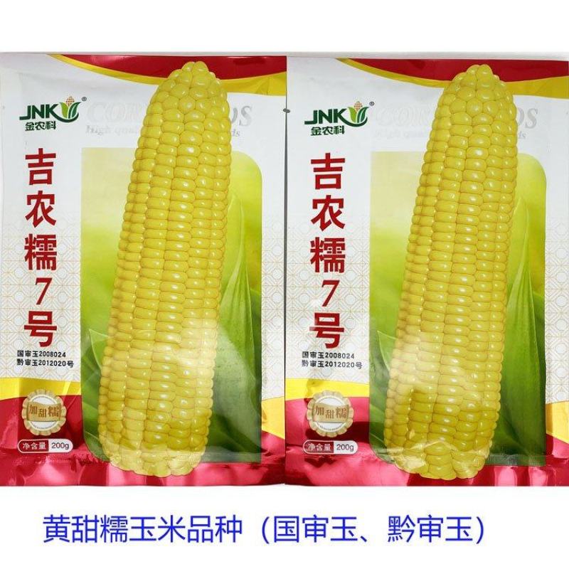吉农糯7号黄甜糯玉米种子绿皮大棒国审甜加糯玉米种200克