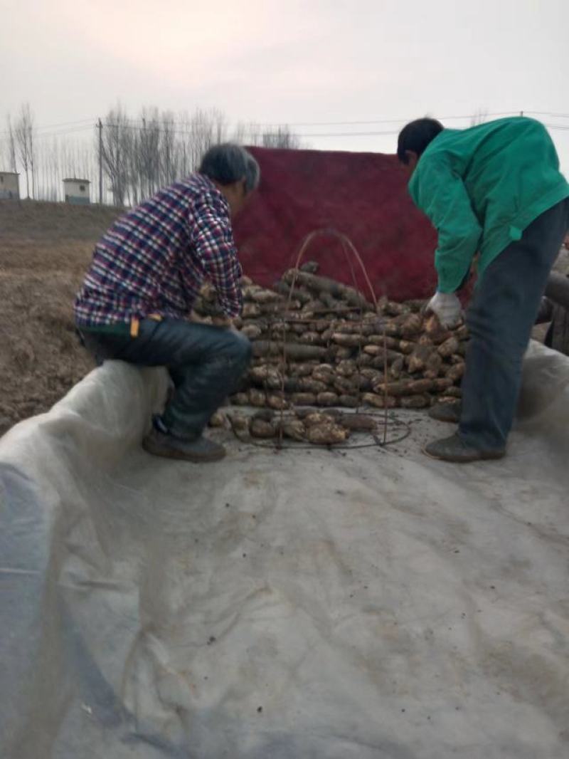 【推荐】精品鄂莲6号现挖现发产地直发品质上乘价格优惠