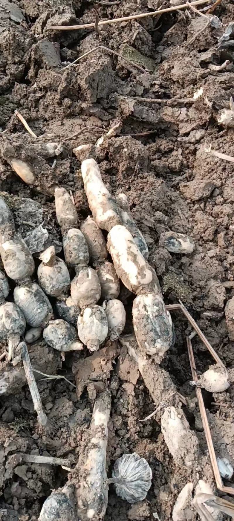 【推荐】精品鄂莲6号现挖现发产地直发品质上乘价格优惠