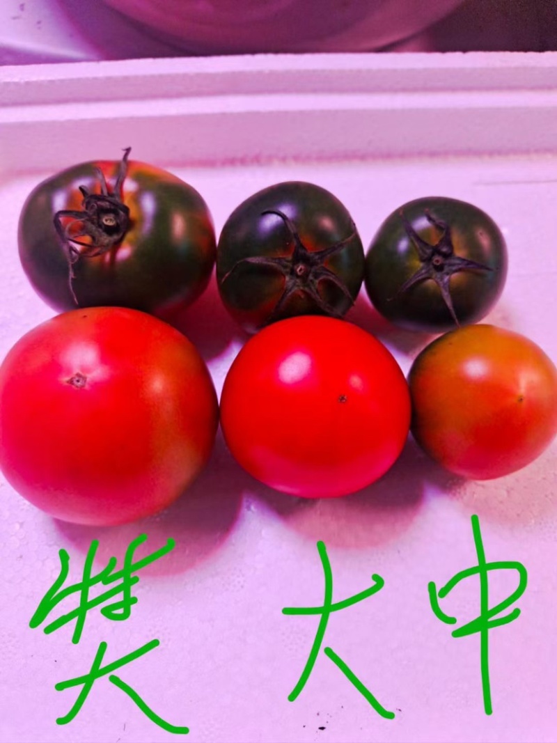 铁皮西红柿，草莓柿子，油柿子.