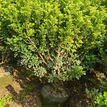 米兰70-80高度大量现货岀售