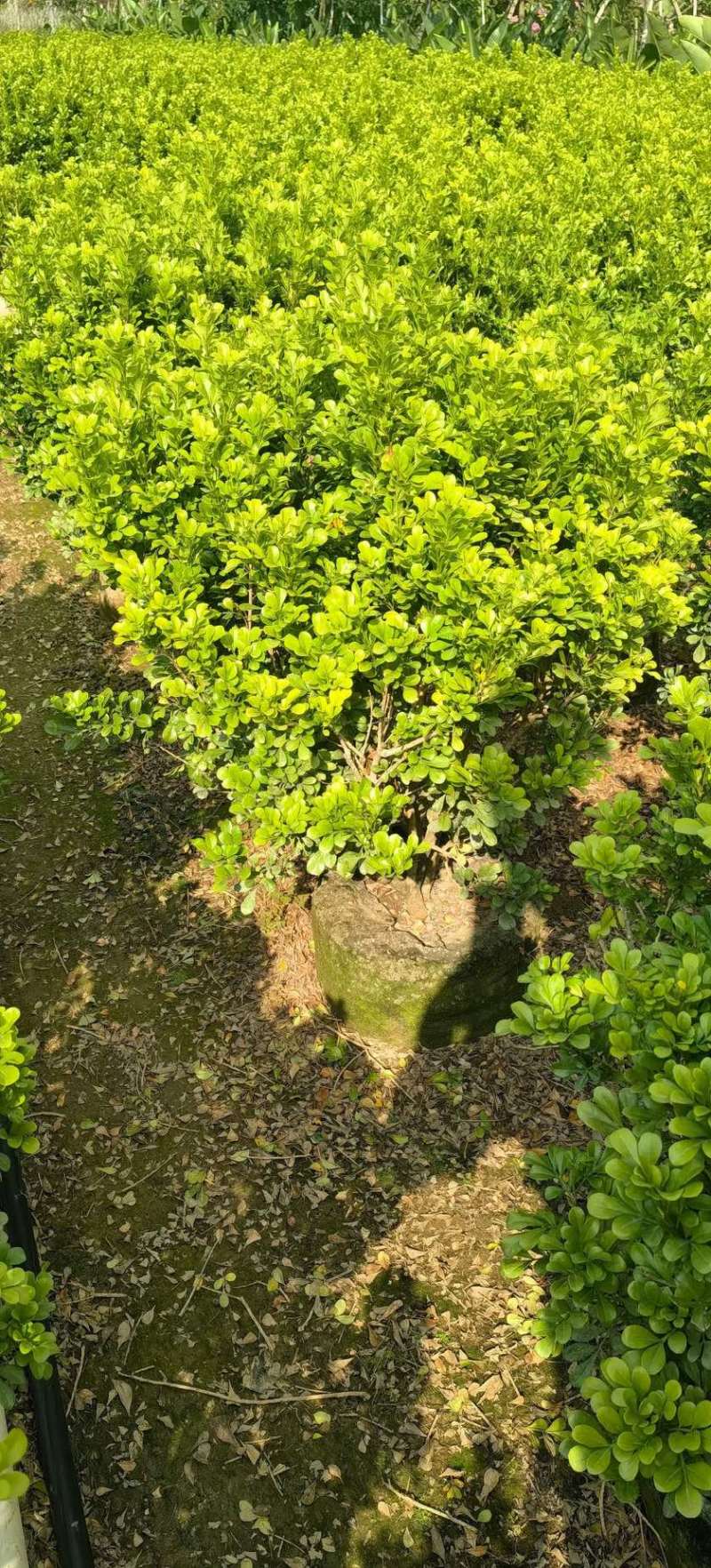 米兰70-80高度大量现货岀售