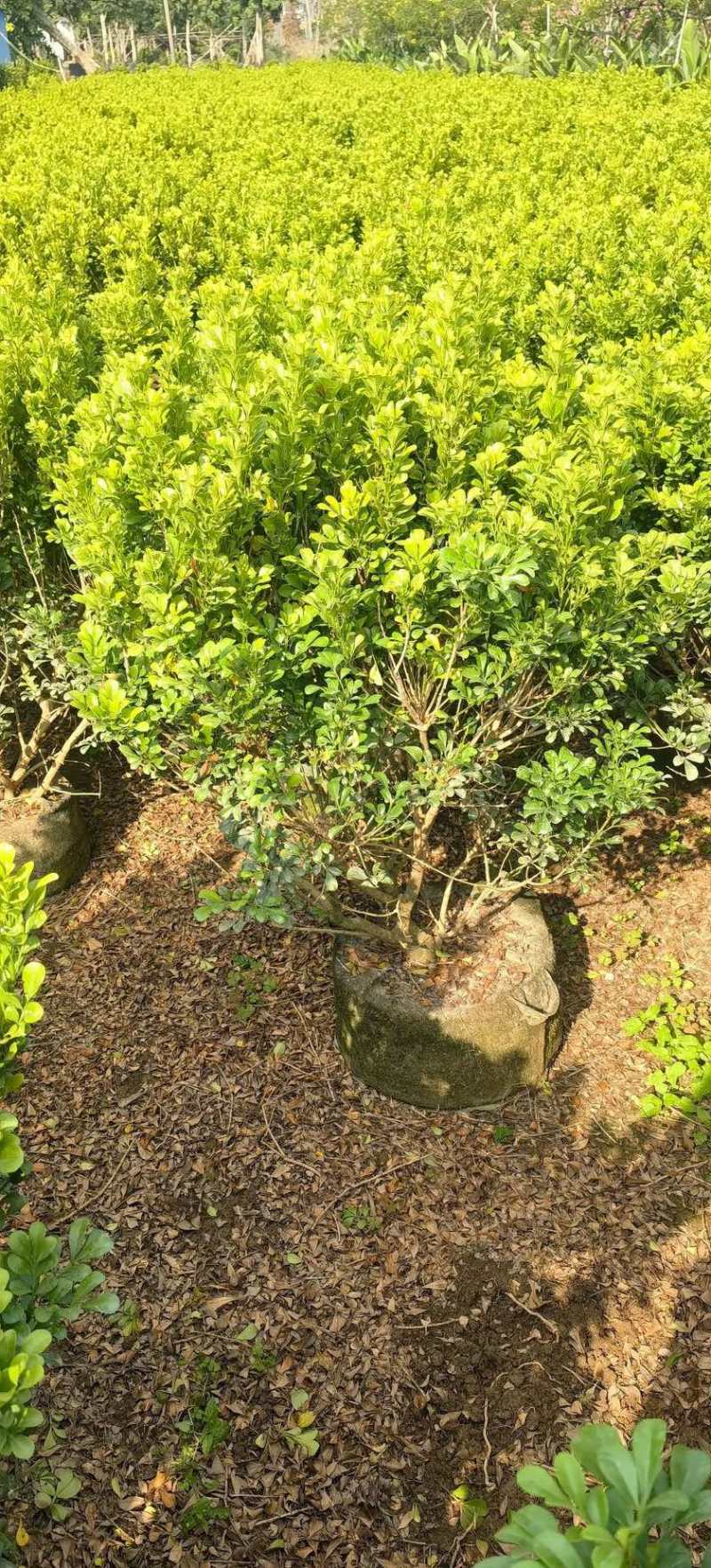 米兰70-80高度大量现货岀售