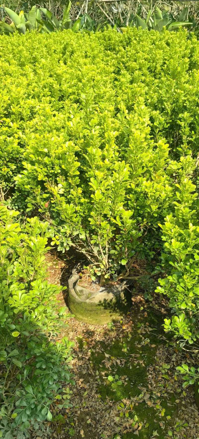 米兰70-80高度大量现货岀售