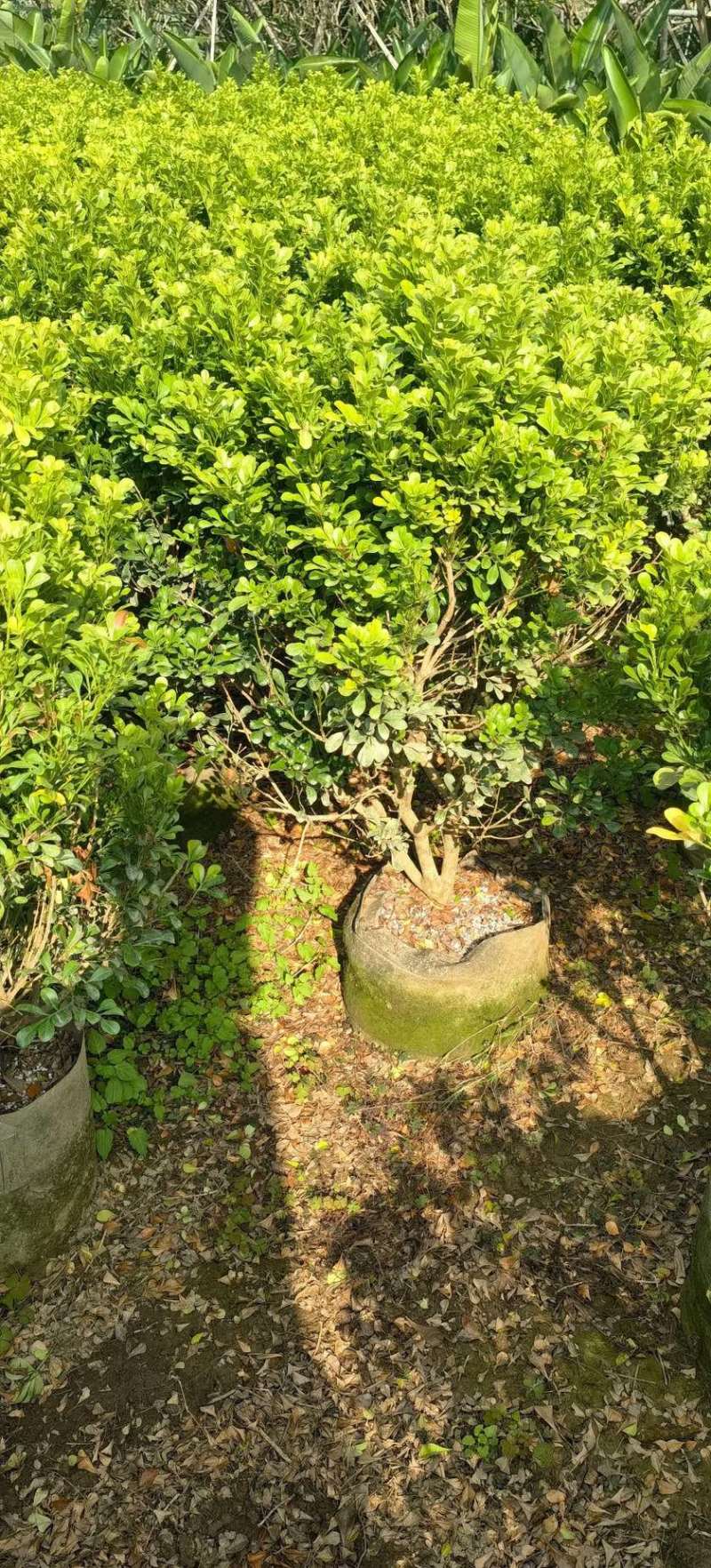 米兰70-80高度大量现货岀售
