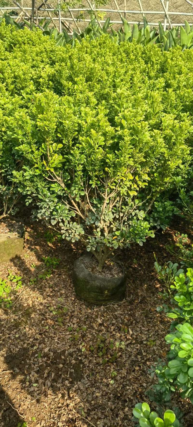 米兰70-80高度大量现货岀售