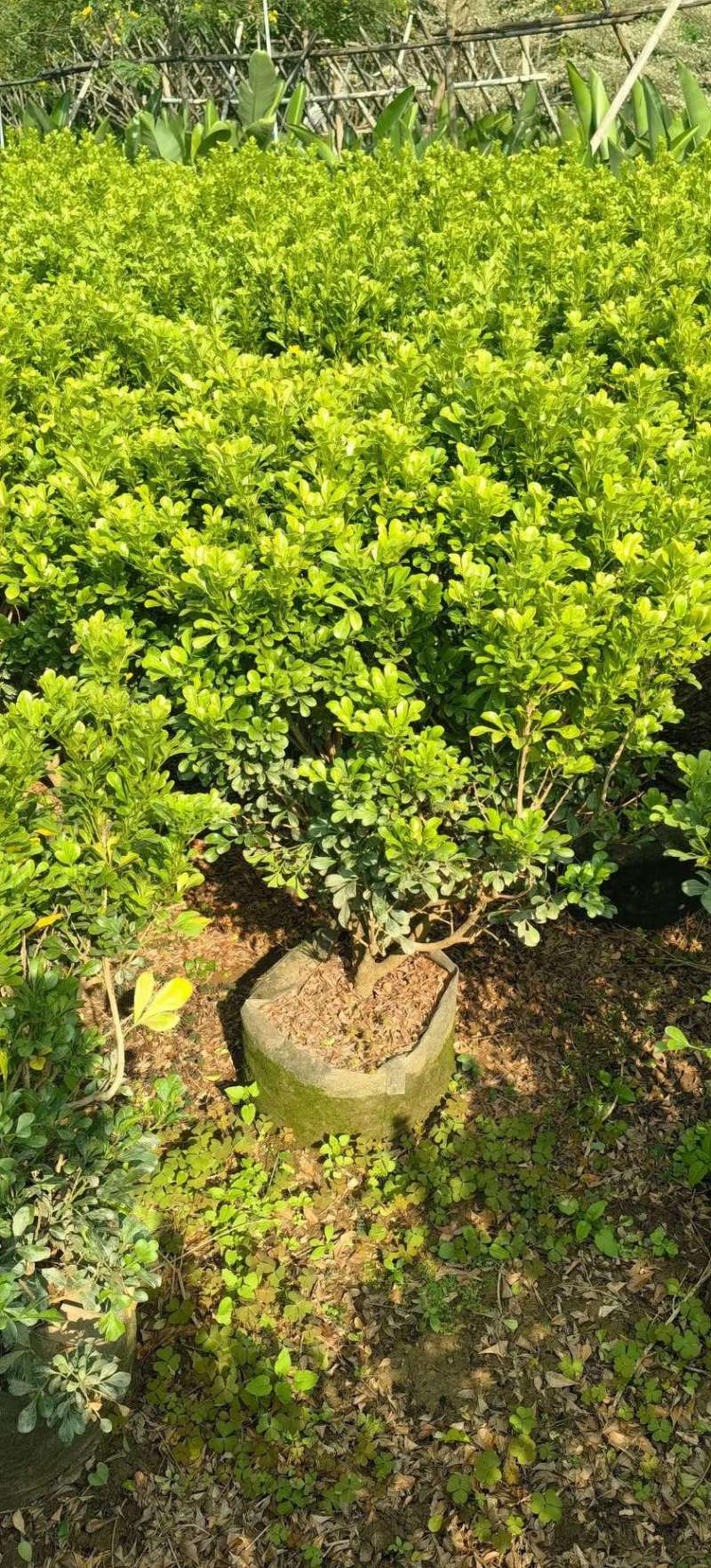 米兰70-80高度大量现货岀售