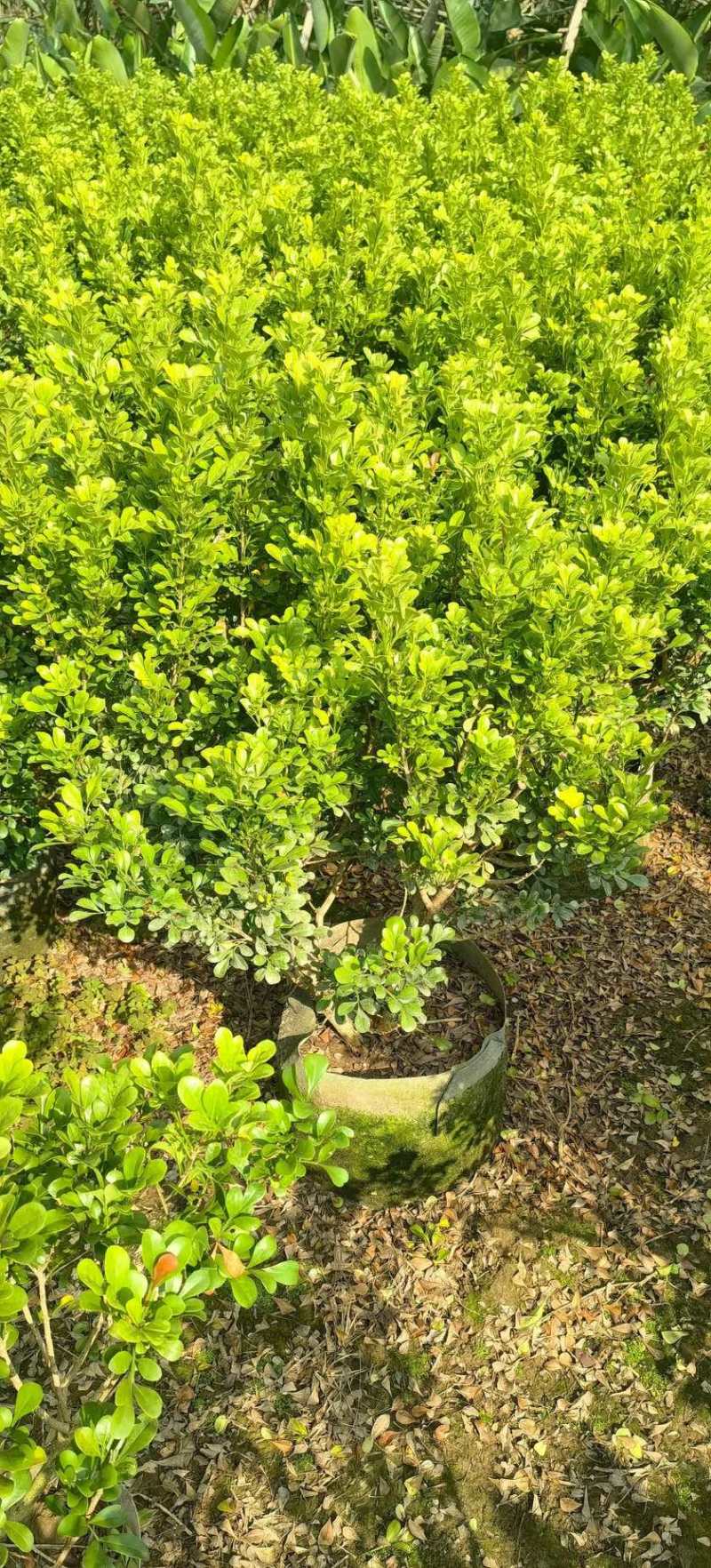 米兰70-80高度大量现货岀售