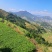 。铁观音茶兰花香安溪高山茶正味铁观音乌龙茶