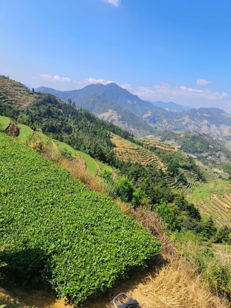 。铁观音茶兰花香安溪高山茶正味铁观音乌龙茶